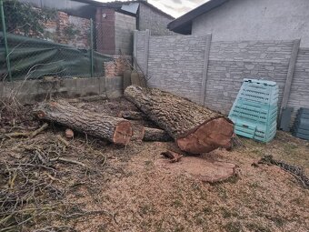 Predám orechový kmeň - 2