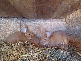 Burgundsky kralik - 2