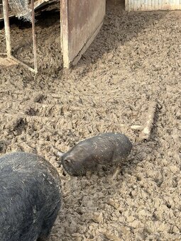 Predam vietnamske prasata - 2