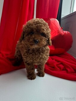 Toy pudel , pudlik. - 2