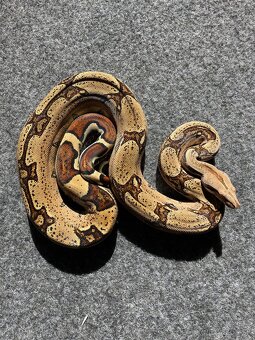 Veľhad kráľovský , Boa constrictor - 2