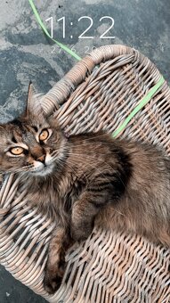 Mamine coon - 2
