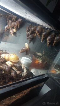 Predám africke slimaky Lisoachatina recitulata - 2