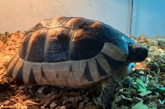 Testudo Marginata - 2