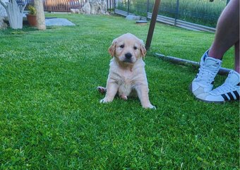 Zlatý retriever - 2