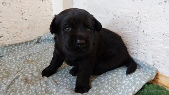Labrador s PP žlté a čierne šteniatka - 2