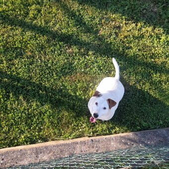 Jack rassel - 2