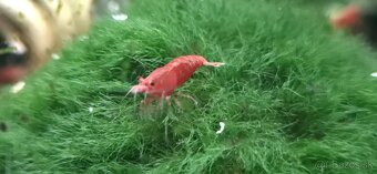 Predám krevetky  - Neocaridina davidi - red cherry - 2