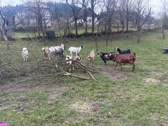 Predám dojné kozi - 2