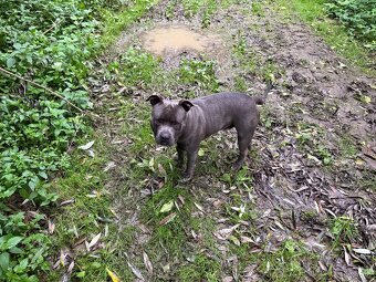 Modry Stafford na krytie - 2