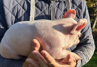 Predám odštavčata, Eladó malacok - 2