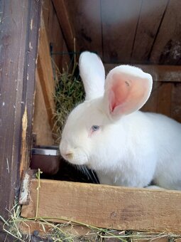 Drínovsky Biely Králik Modrooký - 2