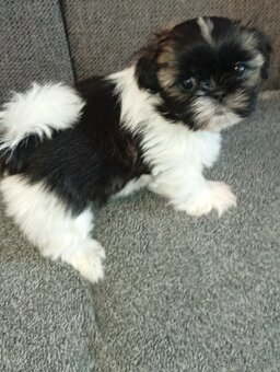 Shi-tzu - 2