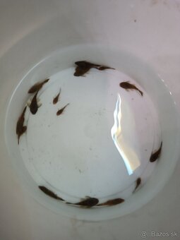 Darujem prisavnikov - 2