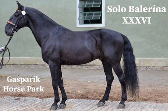 Pripustenie Kladrubákom - 2