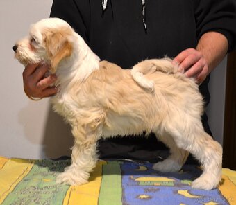 Tibetský teriér - 2