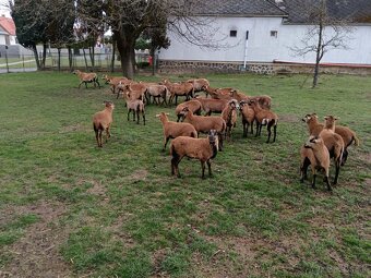 predam kamerunske ovce - 2