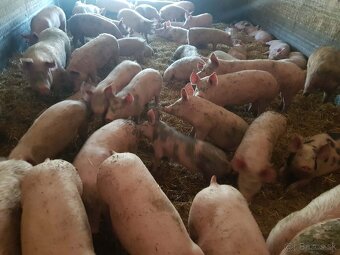 Predám ošípané - 2