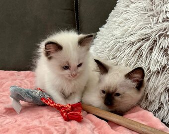 Ragdoll - 2