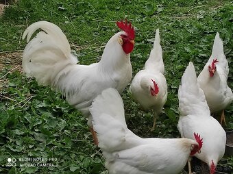 Leghorn - 2