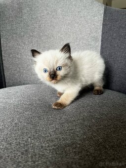 Ragdoll mačiatka - 2