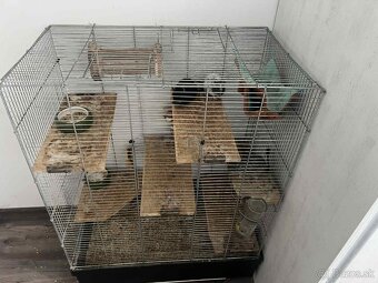 Osmak degu s klietkov - 2