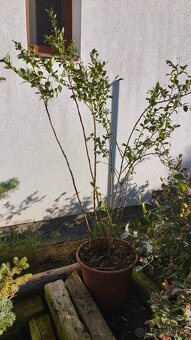 Čučoriedka Bluecrop cca 170 cm vysoká 6 ročná - 2