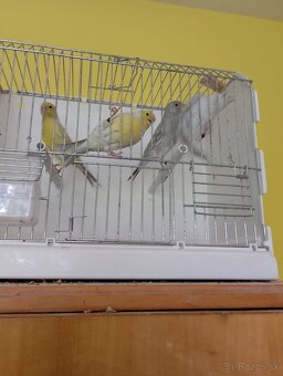 predam kanarikov 2025 - 2