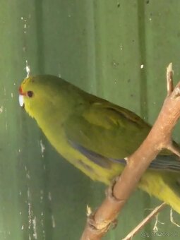 Kakariki žltočelý- tohtoročné odchovy - prípadne vymením - 2