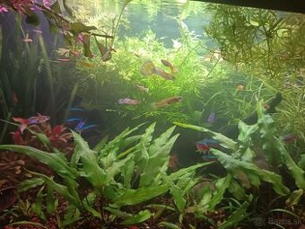 Akvarijné rastliny - 2