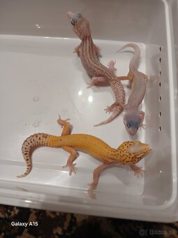 Gekončíky nočne - 2