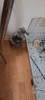 Mini tedy a zakrsky kralik mini - 2