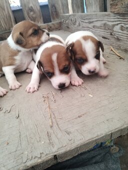 Jack Russel terier - 2