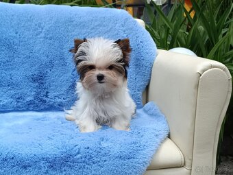 Biewer Yorkshire terrier - 2