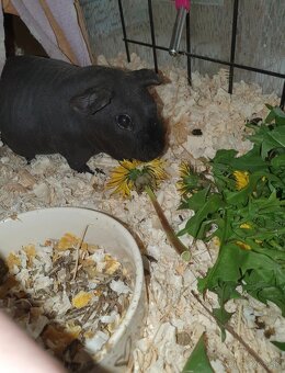 skinny morčatá - 2
