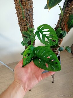 Philodenron, Monstera - 2
