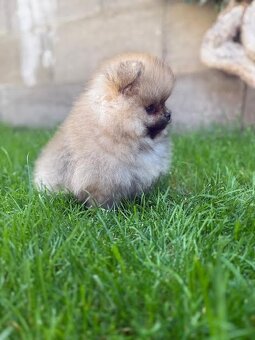 Nememcký špic/ Pomeranian - 2