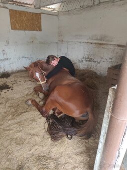 🐴 Hľadáme parťáka 🐴 - 2