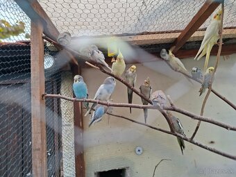 Predam korely a andulky - 2