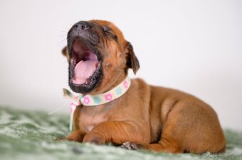 Rhodesian ridgeback - 2