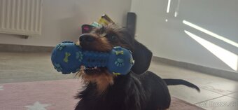 Darujem do dobrých rúk - 2