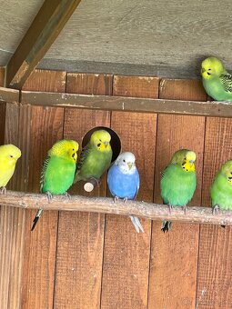 Andulky – rôzne farby, zdravé a hravé (predaj) - 2