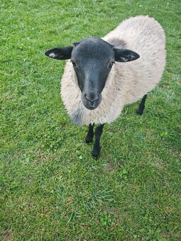 Romanovský baran - 2