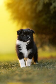 Border Collie S PP - 2