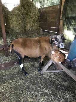 Predám kamerunské ovce - 2