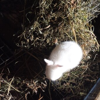 Ponúkame zajace - 2