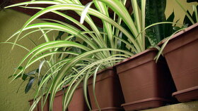 Zelenec (Chlorophytum Capense) Rastlinka v Kvetináči 5-30 cm - 2