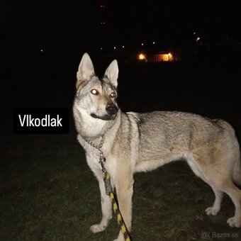 Československý vlčiak - 2
