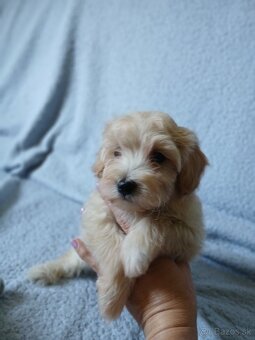 Maltipoo - 2