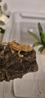 Pagekon riasnaty - 2